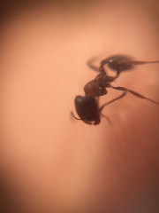 Trichomyrmex