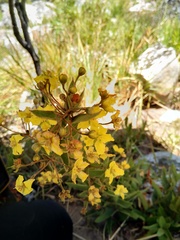 Sphedamnocarpus pruriens