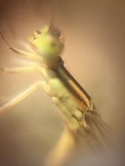 Ischnura rubilio