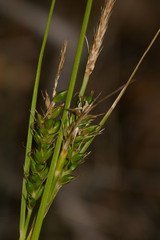 Carex wahuensis