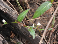 Persicaria dichotoma
