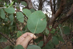 Eucalyptus blakelyi