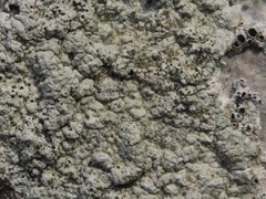 Lecanora sulphurea
