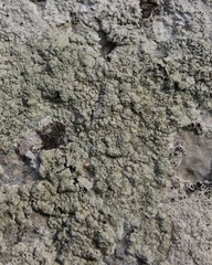Lecanora sulphurea