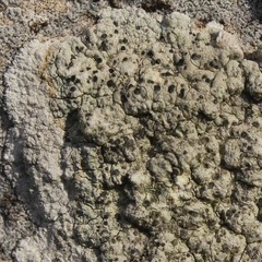 Lecanora sulphurea