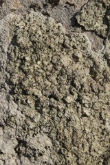 Lecanora sulphurea