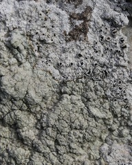 Lecanora sulphurea