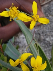 Senecio latifolius