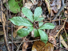 Arisaema heterophyllum