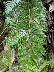 Dryopteris fuscipes