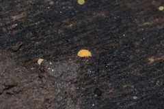 Bilobella aurantiaca