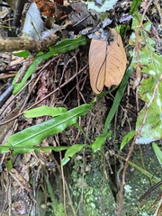 Lepisorus thunbergianus