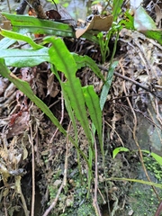 Lepisorus thunbergianus