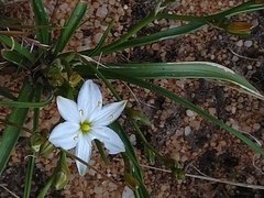 Chlorophytum calyptrocarpum