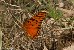 Dione vanillae