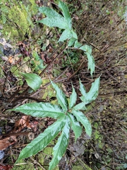 Arisaema heterophyllum