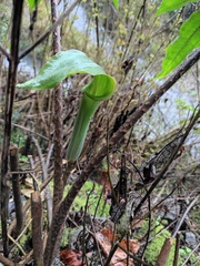 Arisaema heterophyllum