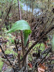 Arisaema heterophyllum
