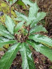 Arisaema heterophyllum
