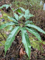 Arisaema heterophyllum