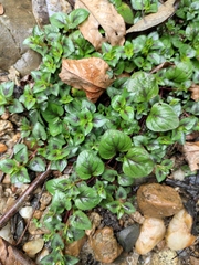 Lysimachia congestiflora