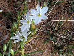 Chlorophytum calyptrocarpum
