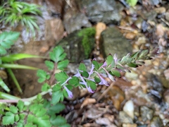 Corydalis sheareri