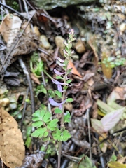 Corydalis sheareri