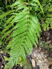 Pseudocyclosorus subochthodes