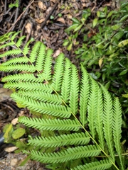 Pseudocyclosorus subochthodes