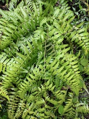 Diplazium hachijoense