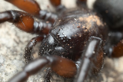 Gnaphosa lucifuga