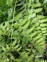 Diplazium hachijoense