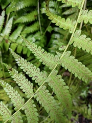 Diplazium hachijoense