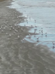 Chroicocephalus ridibundus