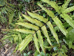 Pteris fauriei