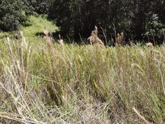 Schizachyrium condensatum