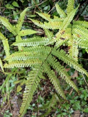 Pteris fauriei
