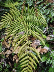 Ctenitis subglandulosa