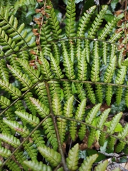 Ctenitis subglandulosa