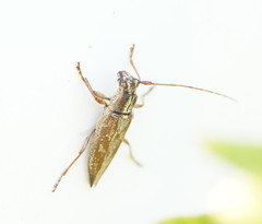 Temnosternus planiusculus