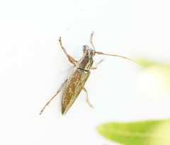 Temnosternus planiusculus