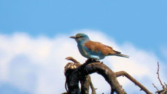Coracias garrulus garrulus