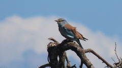 Coracias garrulus garrulus