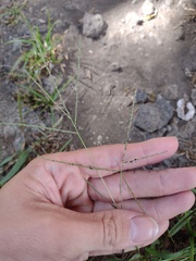 Digitaria violascens