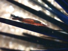 Tuleariocaris holthuisi