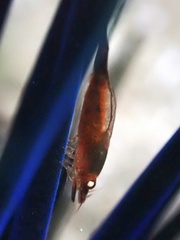 Tuleariocaris holthuisi