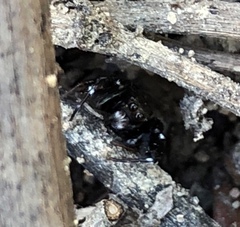 Harmochirus brachiatus