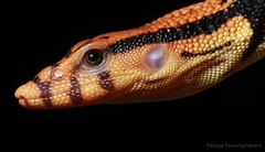 Dumeril Monitor photo 5