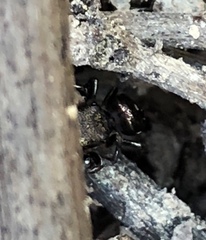 Harmochirus brachiatus